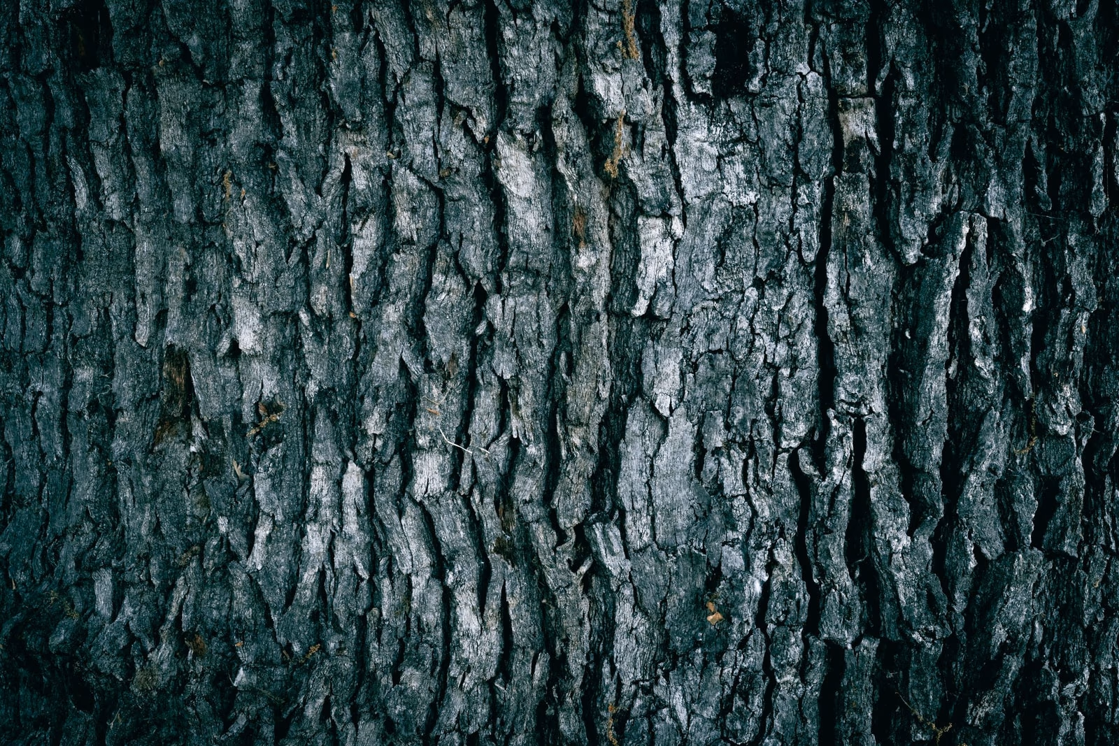 Close-up of the deeply furrowed bark on an oak trunk