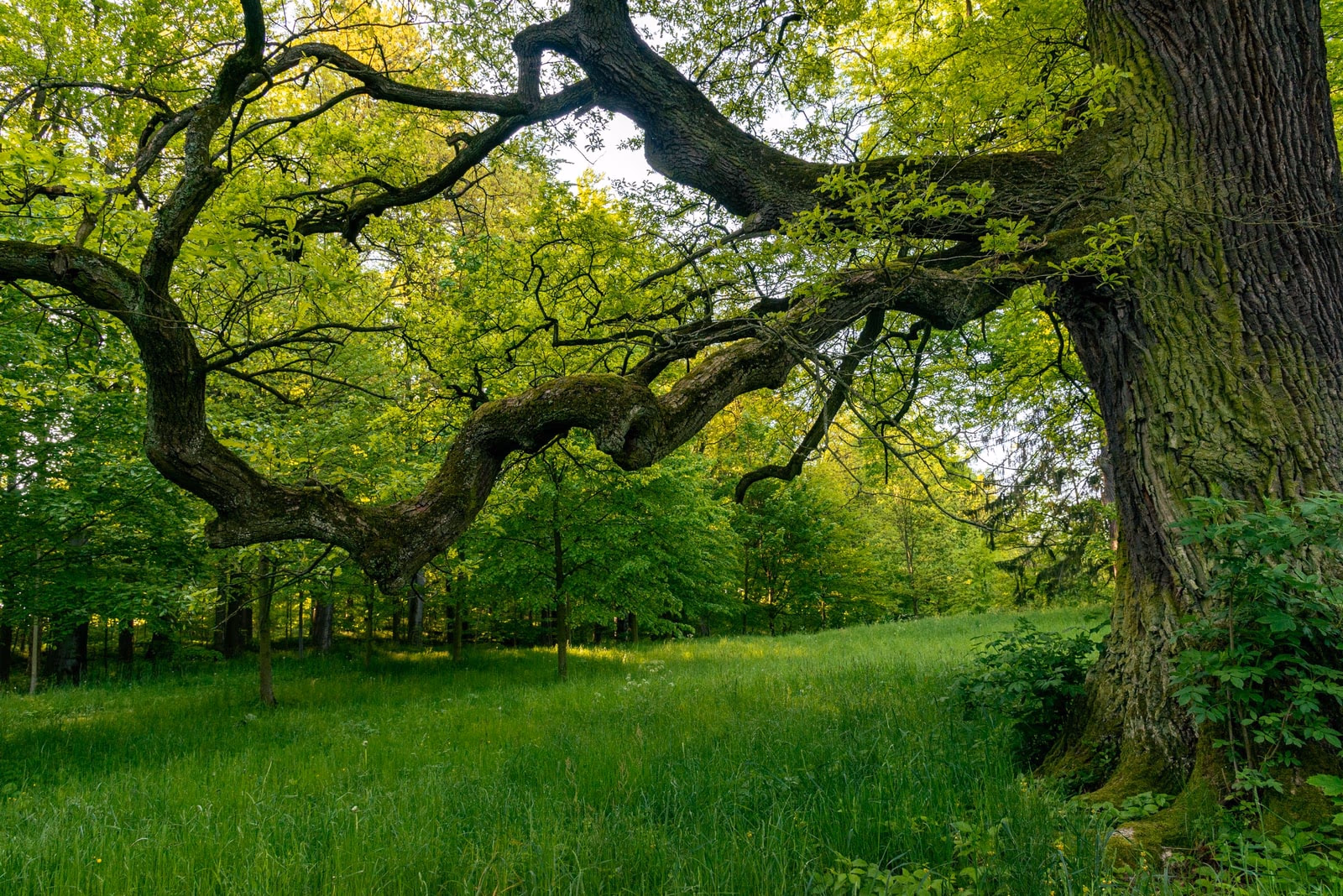 A large oak growing in a green mixed woodland