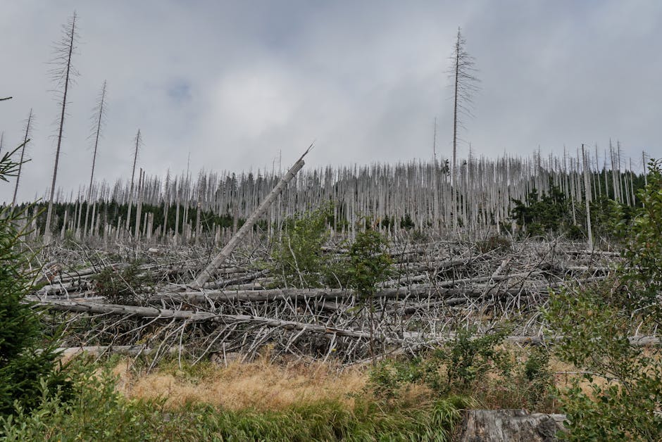 Fallen and dead trees in a forest landscape showing the devastation from wood-boring pests