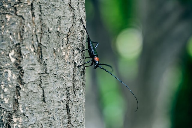 Tree Boring Insects: How to Identify, Prevent, and Treat Wood-Boring ...