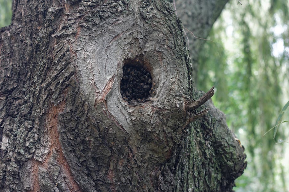 Close-up of tree bark showing insect exit hole and boring damage