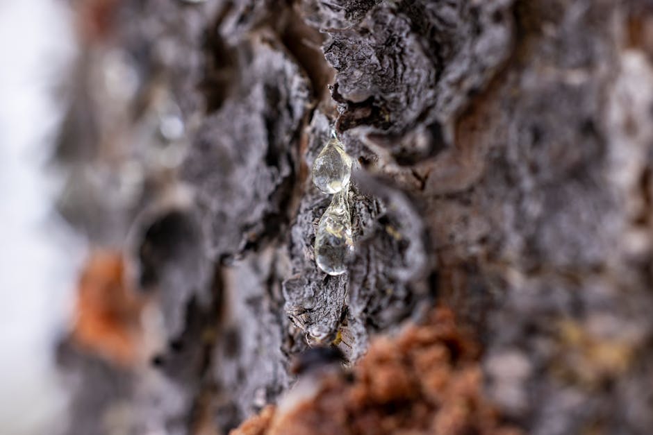 Tree resin dripping down bark as a natural defense against boring insects