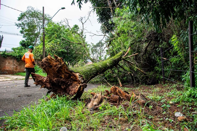 Tree Care After a Storm: What to Save, What to Remove | Best Trees to Plant