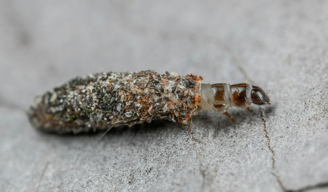 Tree Larvae Tree Caterpillars: Tent Caterpillars, Webworms, and Bagworms | Best ...