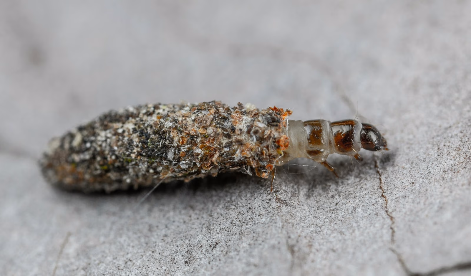 Bagworm larva camouflaged on bark