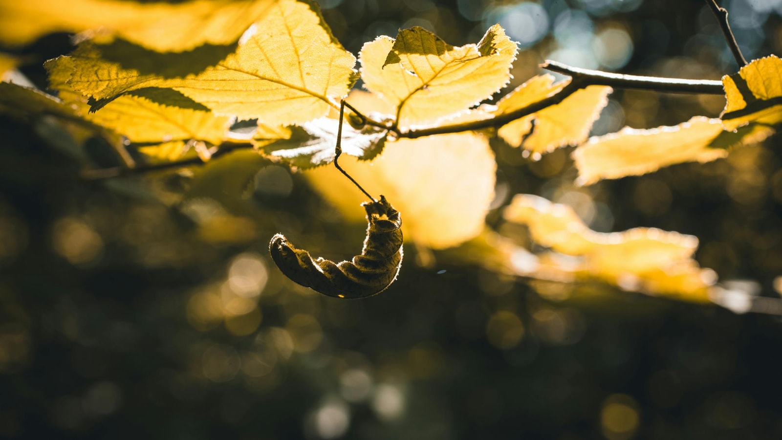 Hairy caterpillar hanging from a tree branch in sunlight