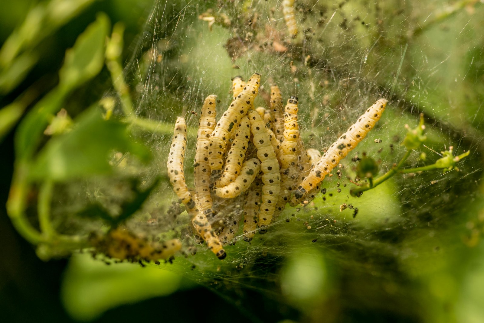 Yellow and black caterpillars huddled inside a silk web nest on a tree branch