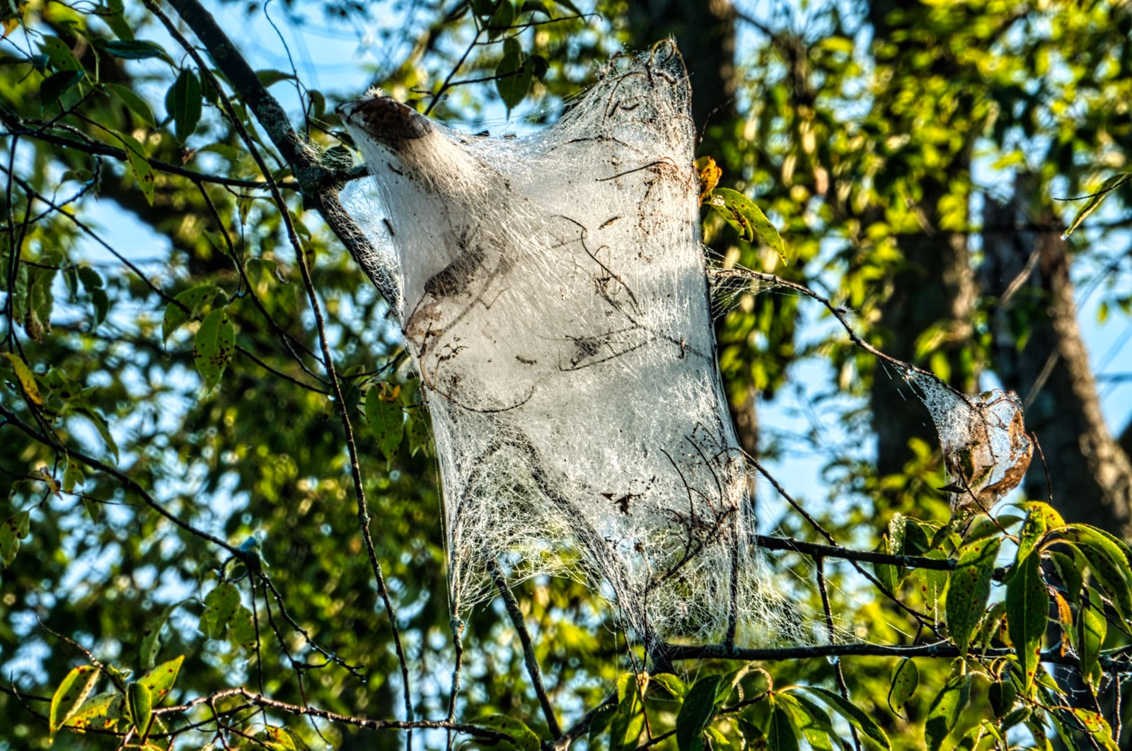 Silk web spread across tree branches with sunlight filtering through
