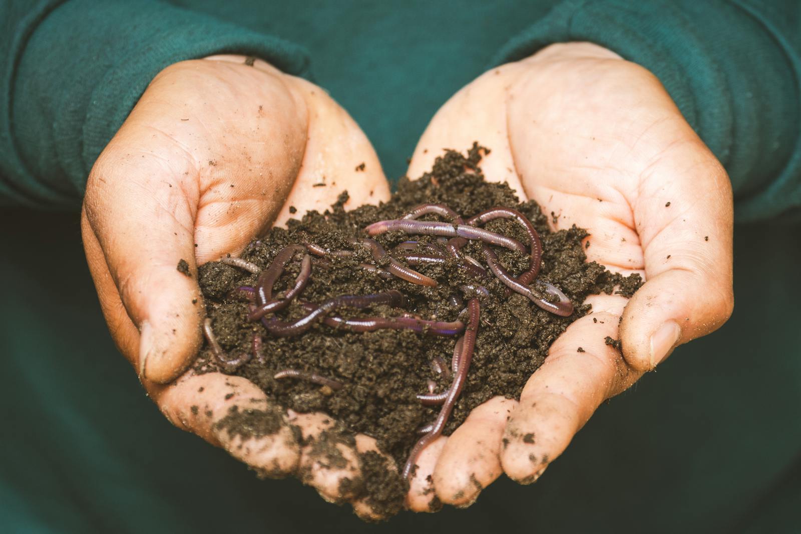 Earthworms held in cupped hands full of dark, rich garden soil showing healthy soil biology