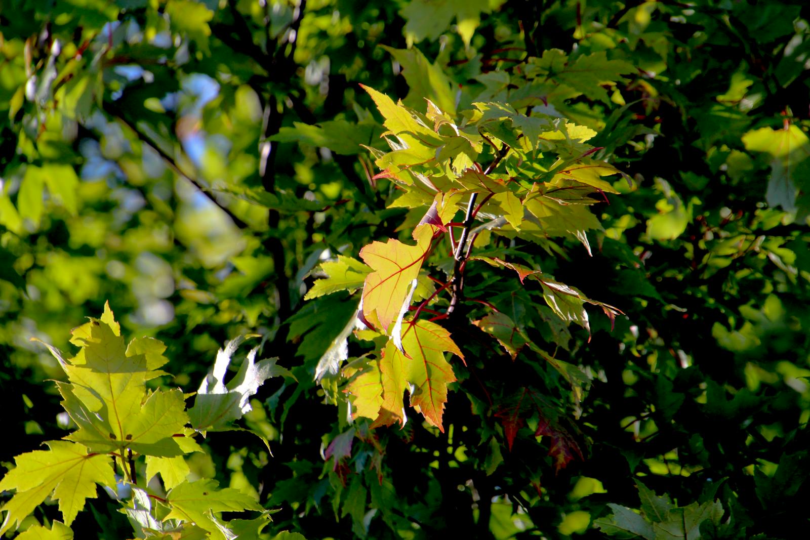 Sunlit green maple leaves on branches showing the vibrant canopy of a healthy shade tree