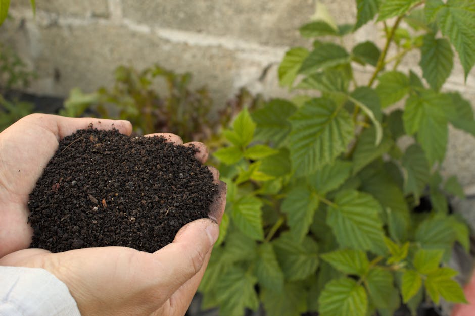 Hands holding dark, nutrient-rich compost beside a lush green plant in a garden