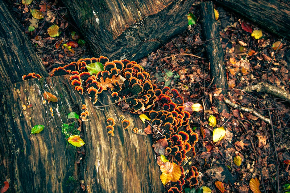 Turkey tail fungi growing in colorful bands on a fallen tree log in a forest
