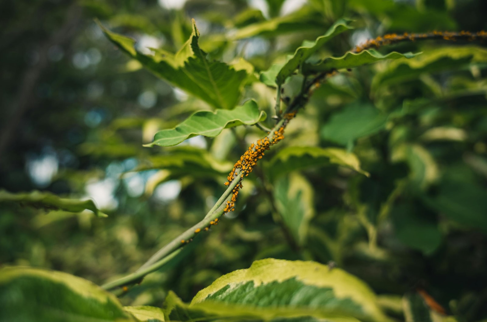 Orange aphids clustered on the underside of green leaves