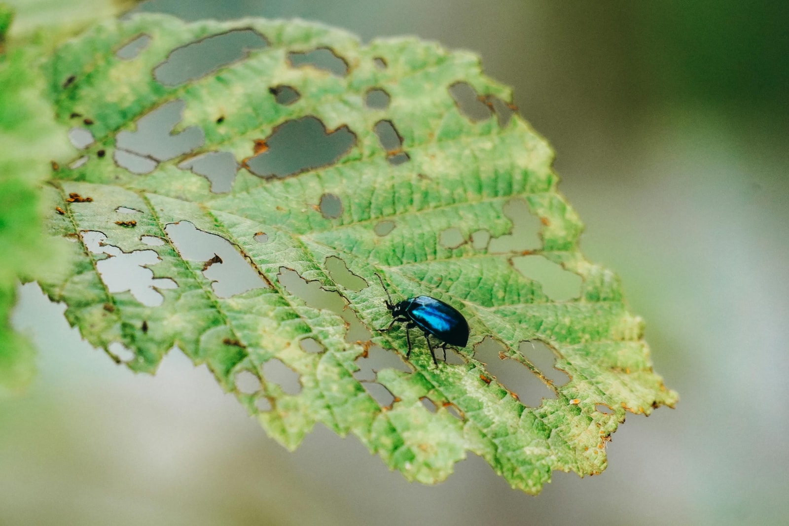 Metallic blue beetle feeding on a partially eaten green leaf