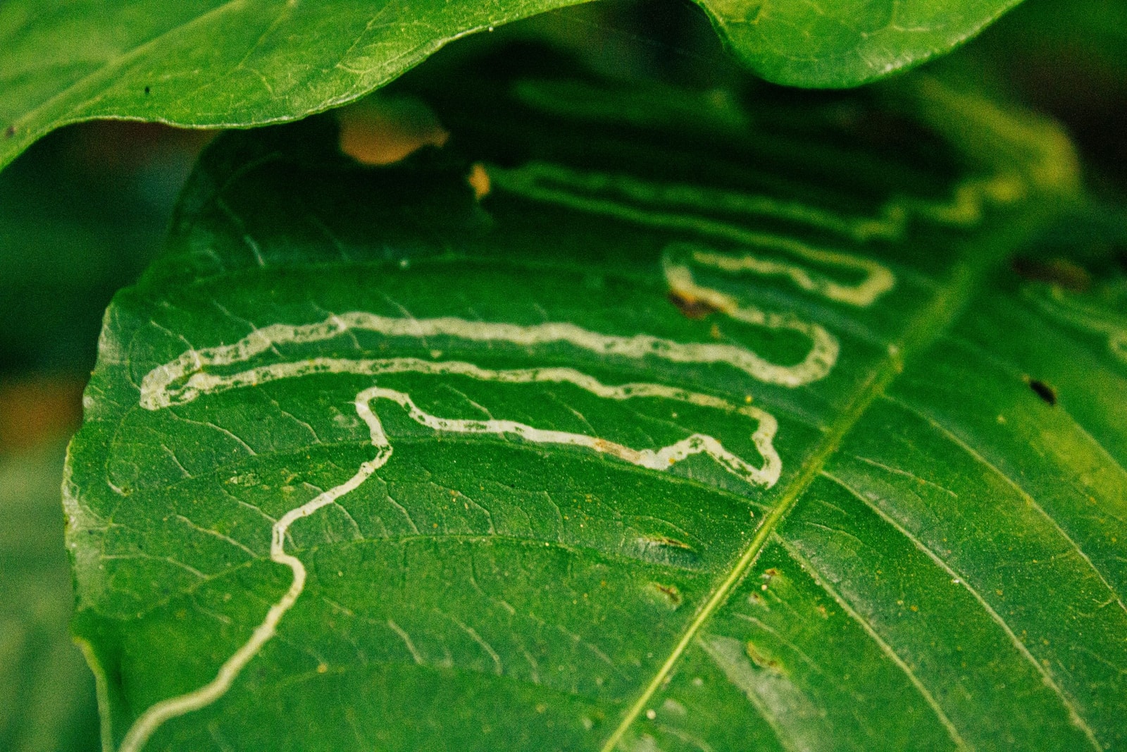 Squiggly serpentine trails of leafminer damage running through a green leaf
