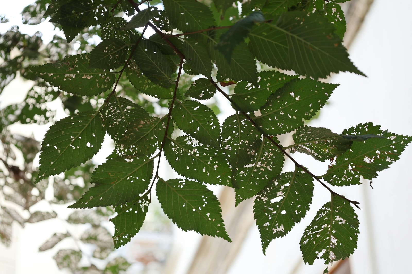 Close-up of leaves showing insect damage with visible chewing holes and discoloration