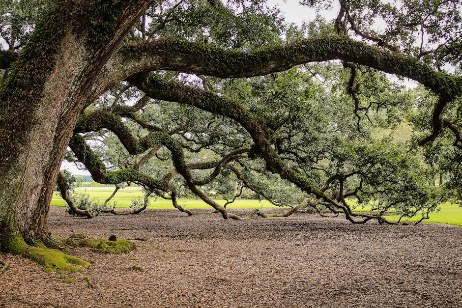Mature oak tree with sprawling branches and dense canopy in a park setting