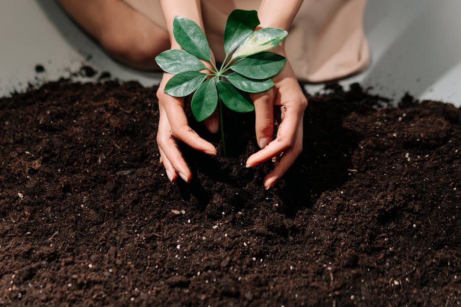 Hands gently planting a young tree sapling into fresh soil