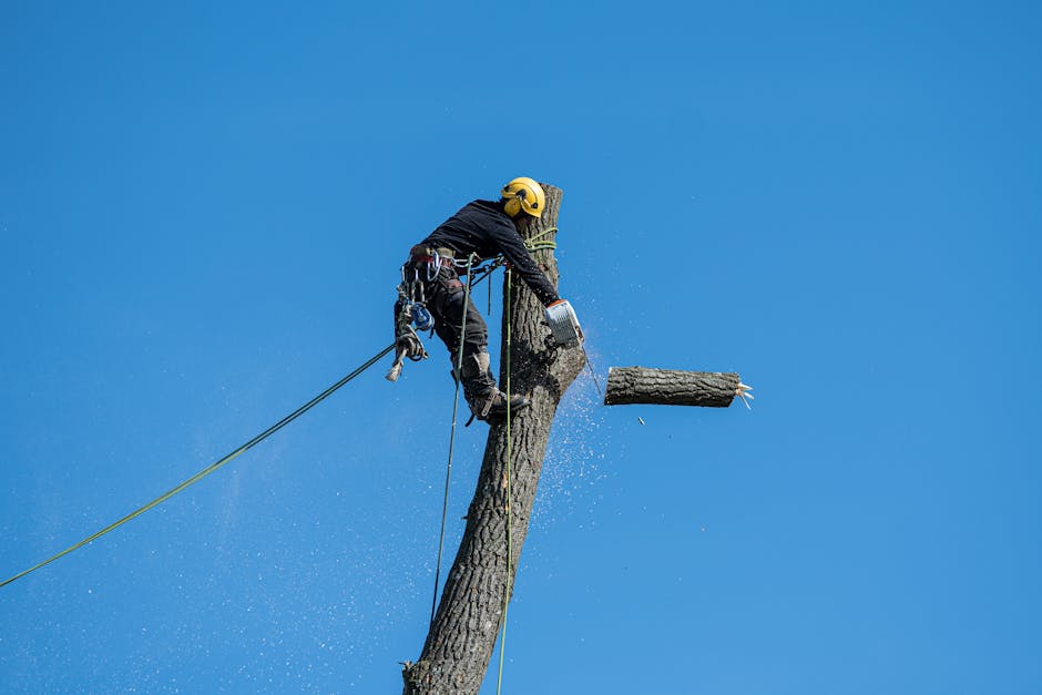 Professional arborist with safety harness and helmet using a chainsaw to remove a tree trunk at height