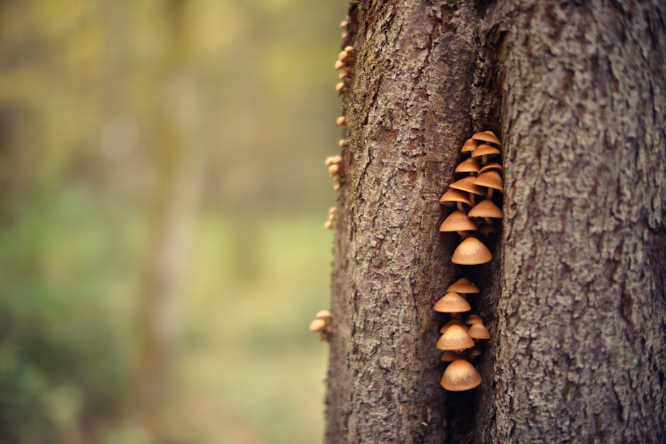 Cluster of bracket mushrooms growing on a tree trunk, a sign of internal wood decay