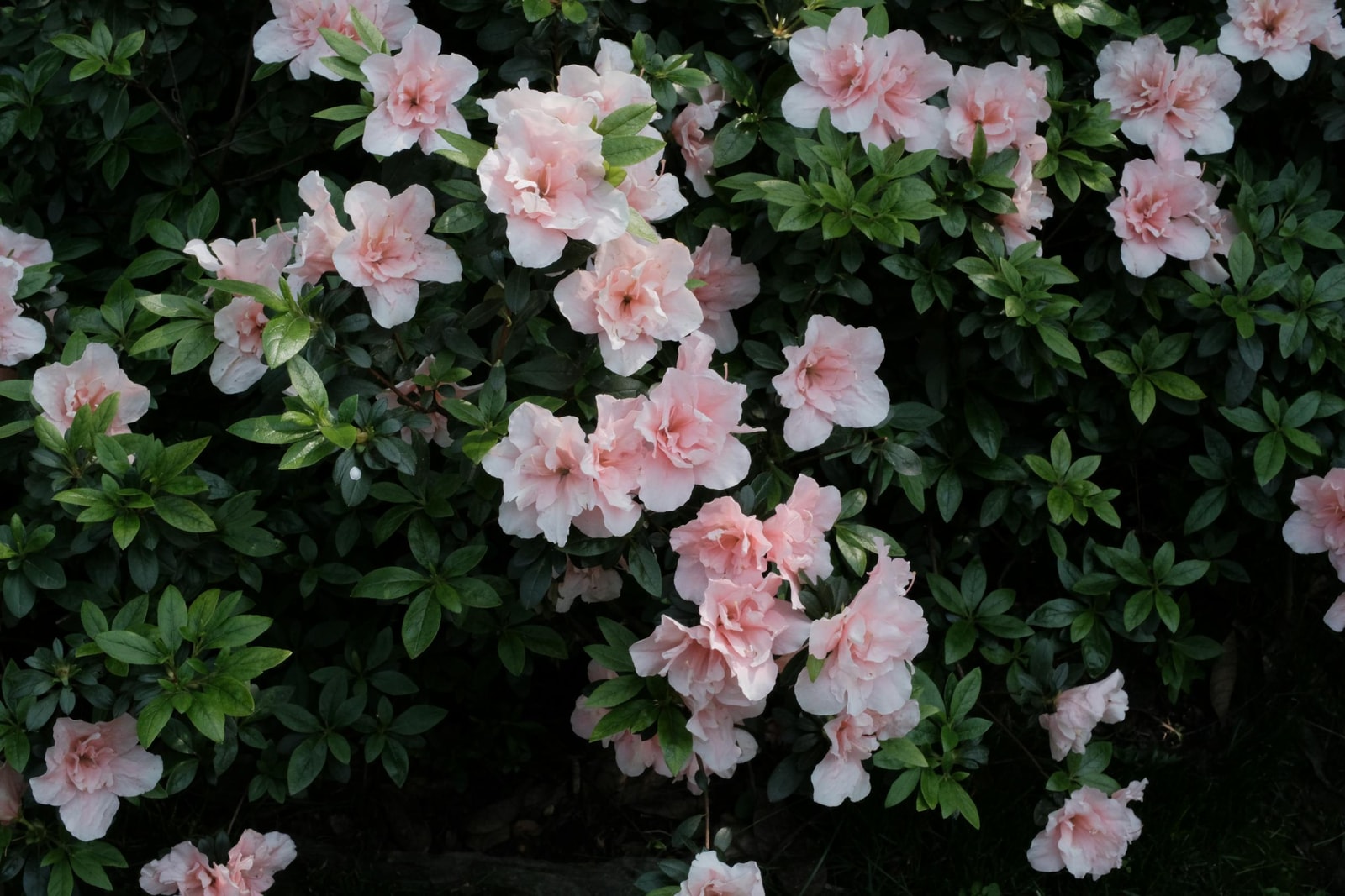 Azalea bush in a lush garden setting
