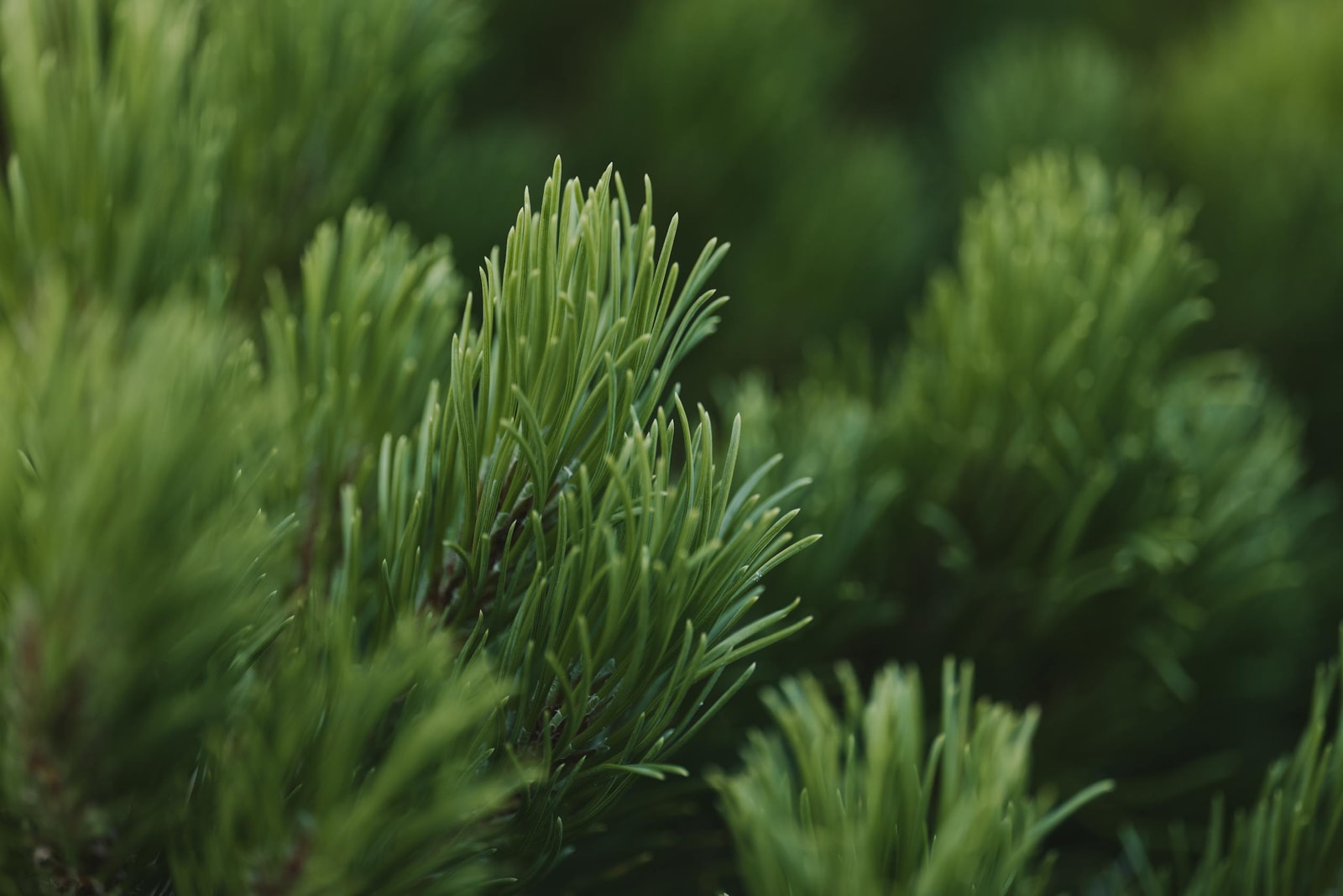 Close-up of pine needles, the kind of foliage sawfly larvae cluster on
