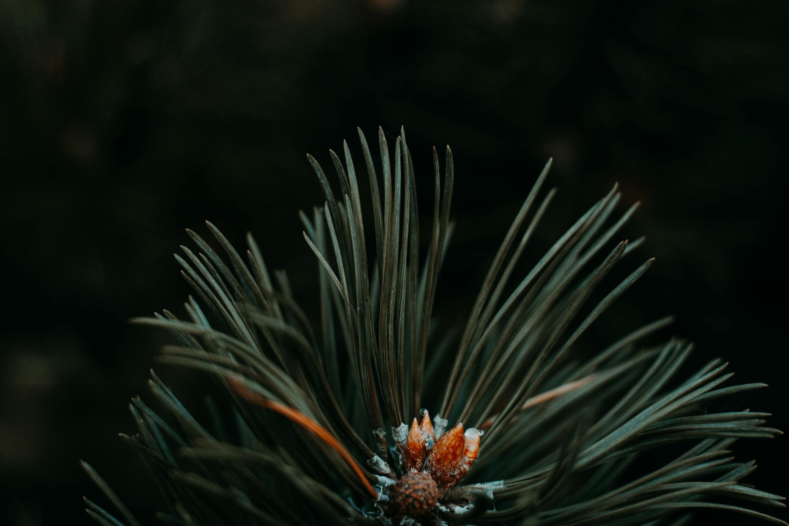 Close-up of pine needles on a branch, the kind of foliage sawfly larvae strip in clumps
