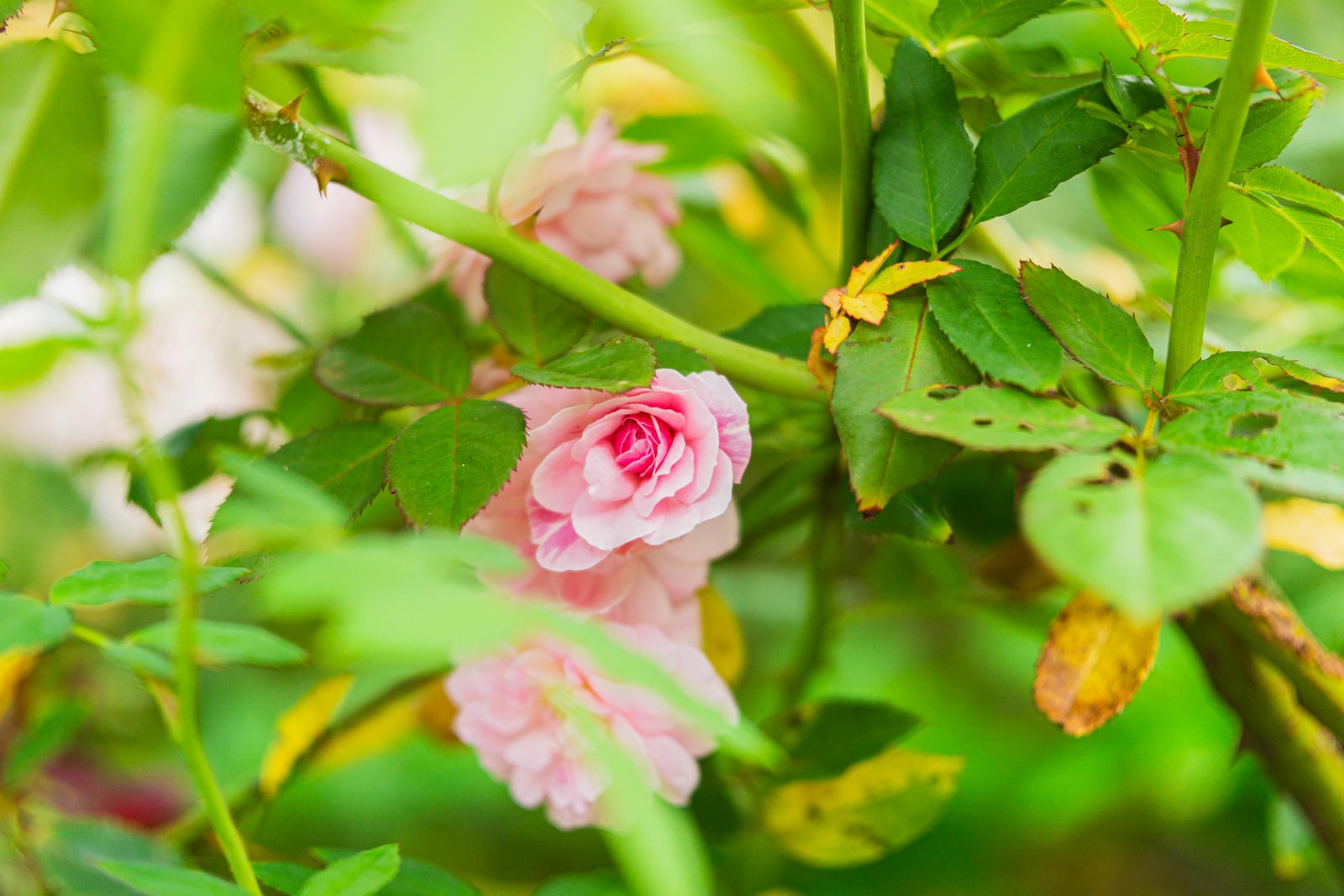 Rose bush foliage in a garden setting