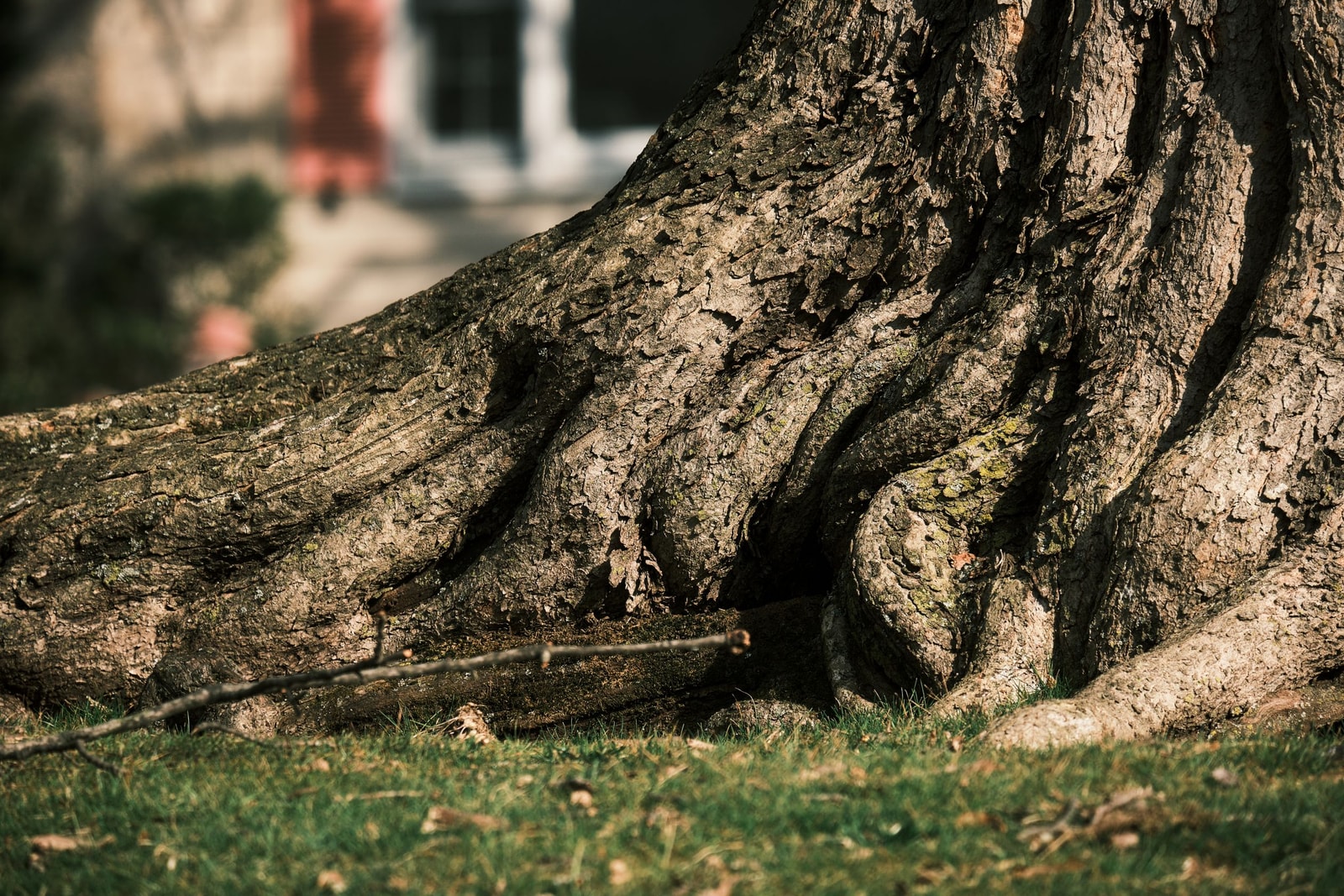 The trunk of a young tree growing in a yard