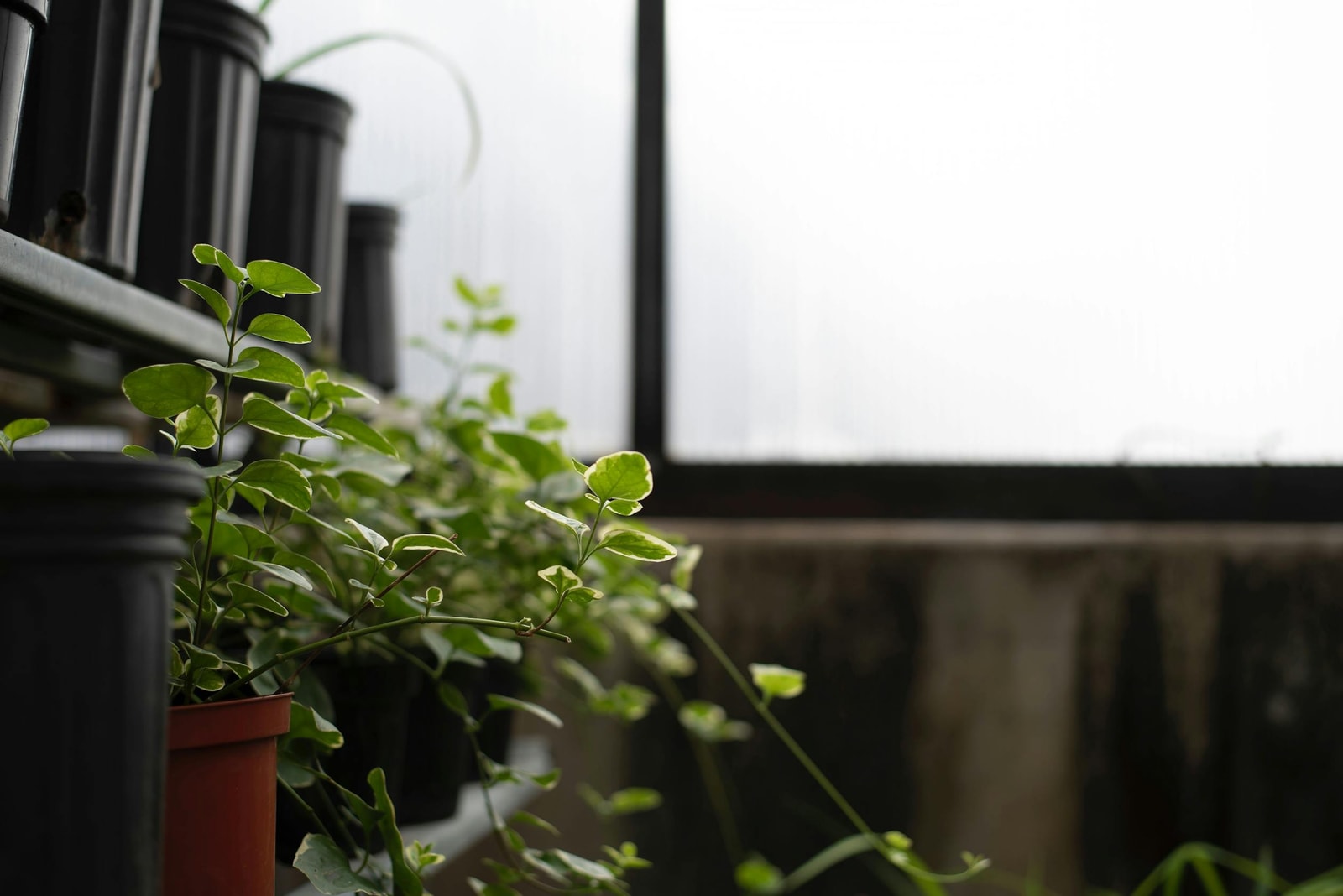 Rows of plants inside a greenhouse where whitefly control protocols differ from outdoors