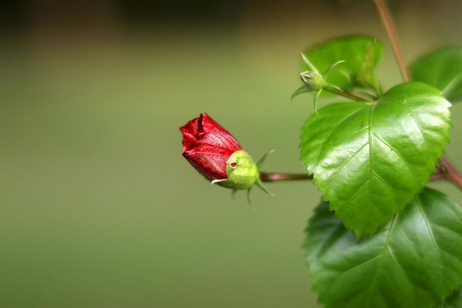 Hibiscus bud with green leaves, a major host for silverleaf and greenhouse whitefly