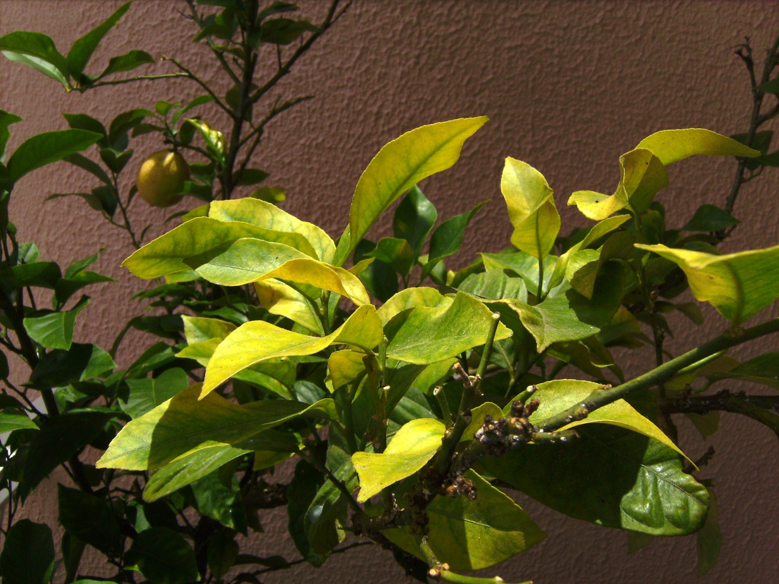 Yellowing lemon tree foliage with green veins still showing against pale leaf tissue, next to healthy dark green leaves on the same branch