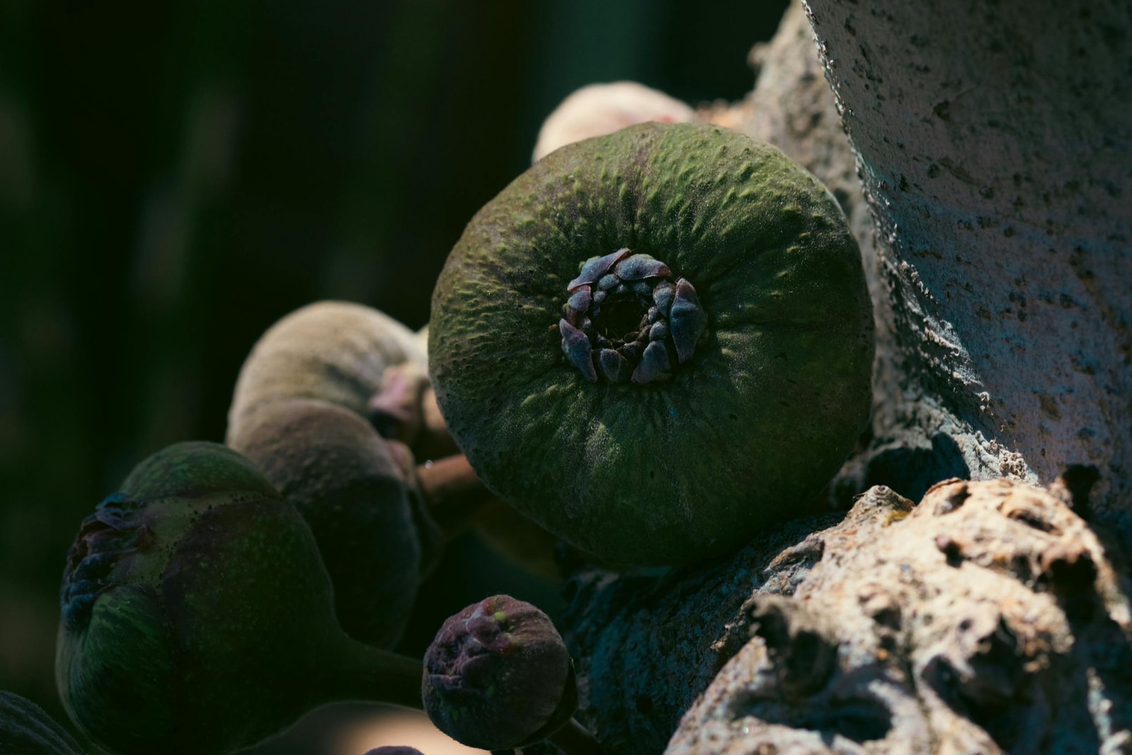 Figs ripening on a fig tree branch in summer sunlight
