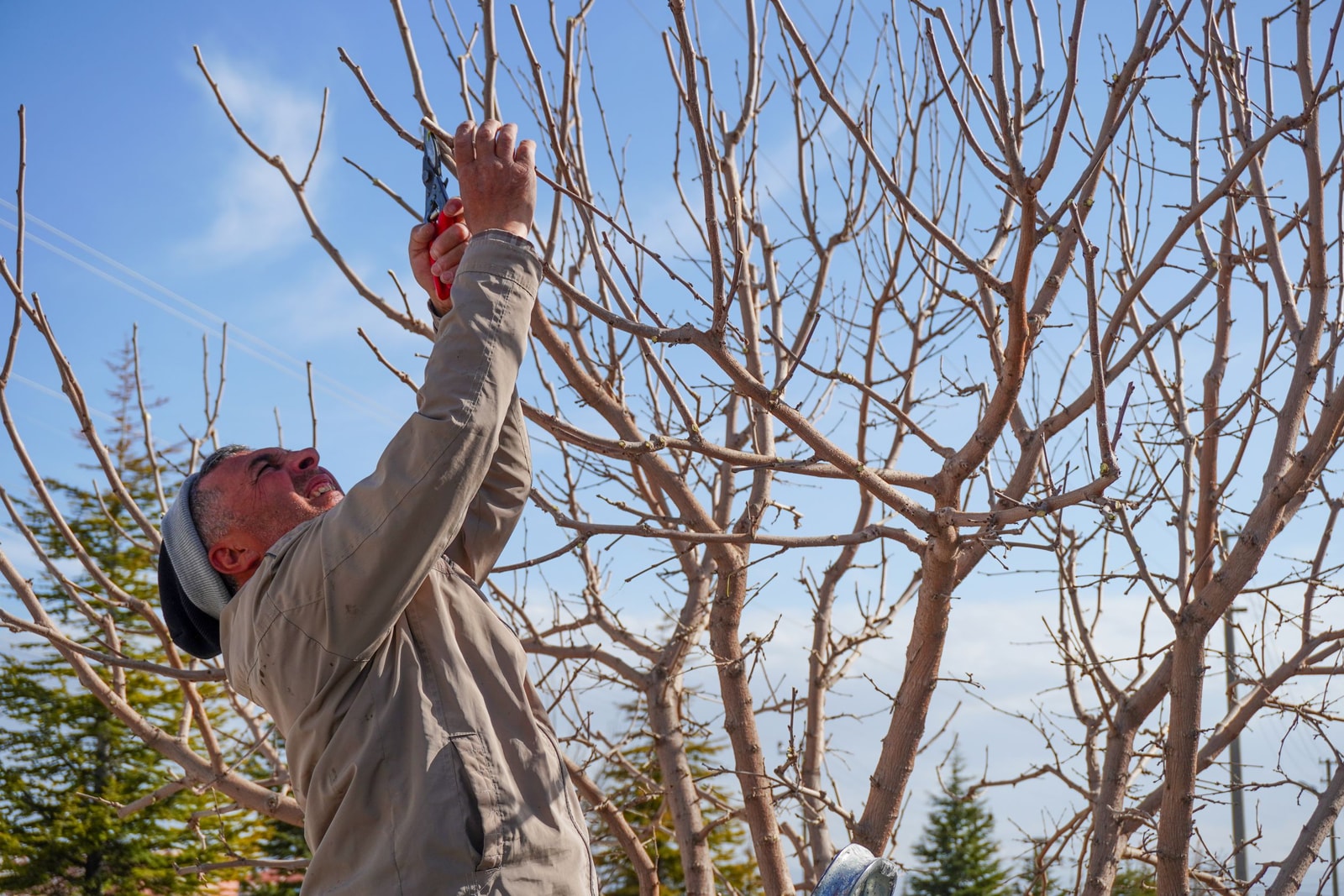 A gardener pruning a fig tree in early spring