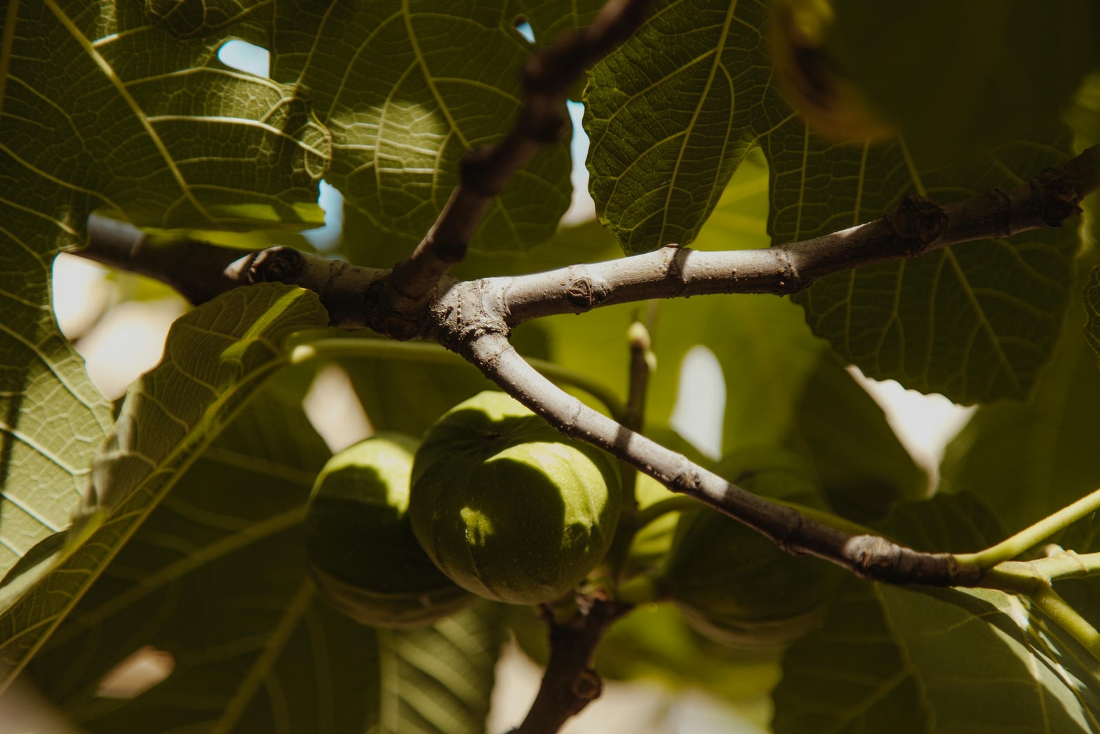Small green figs forming on a fig tree branch in late spring