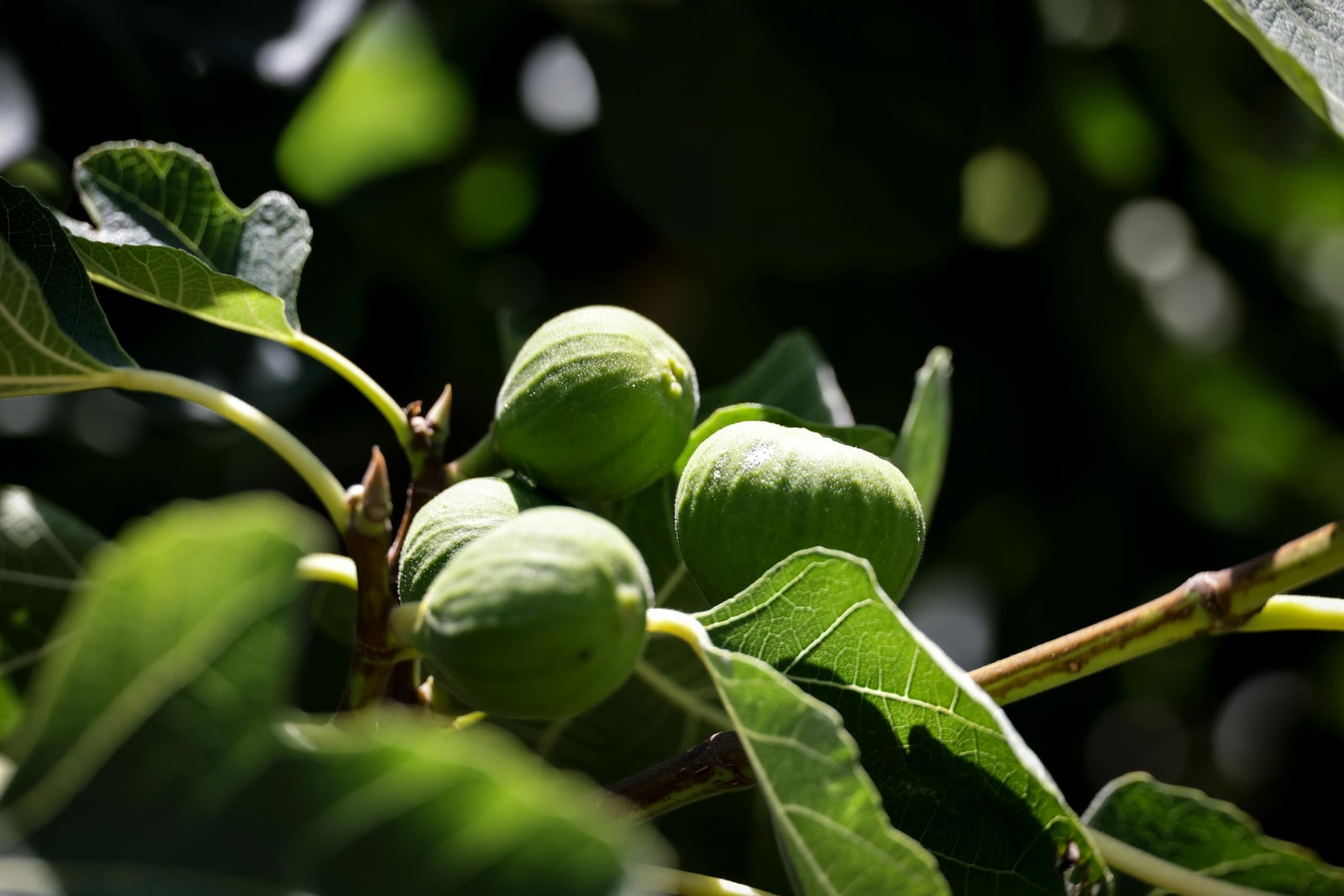 Unripe green figs growing among lush leaves on a healthy fig tree