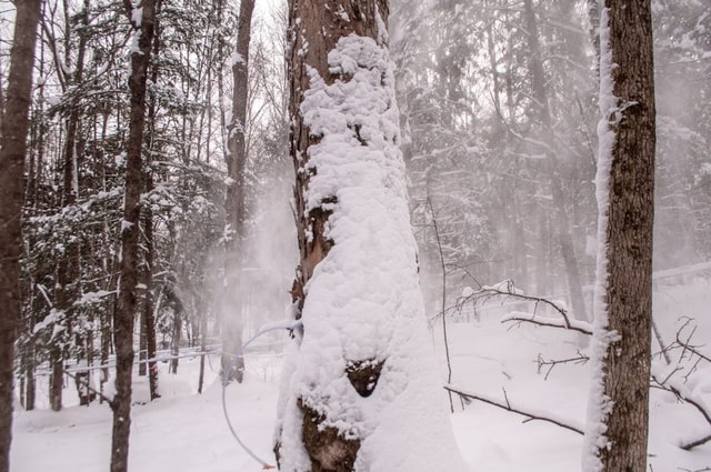 Winter Tree Care: How to Protect and Maintain Your Trees Through Cold ...