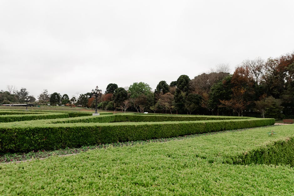 Formally trimmed boxwood hedge with clean geometric edges in an ornamental garden setting