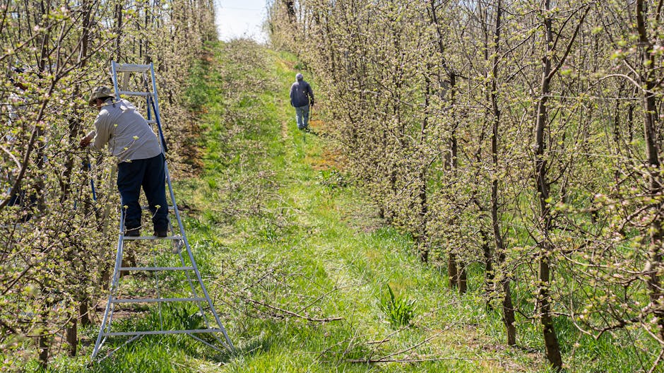 Workers pruning apple trees in an orchard during spring