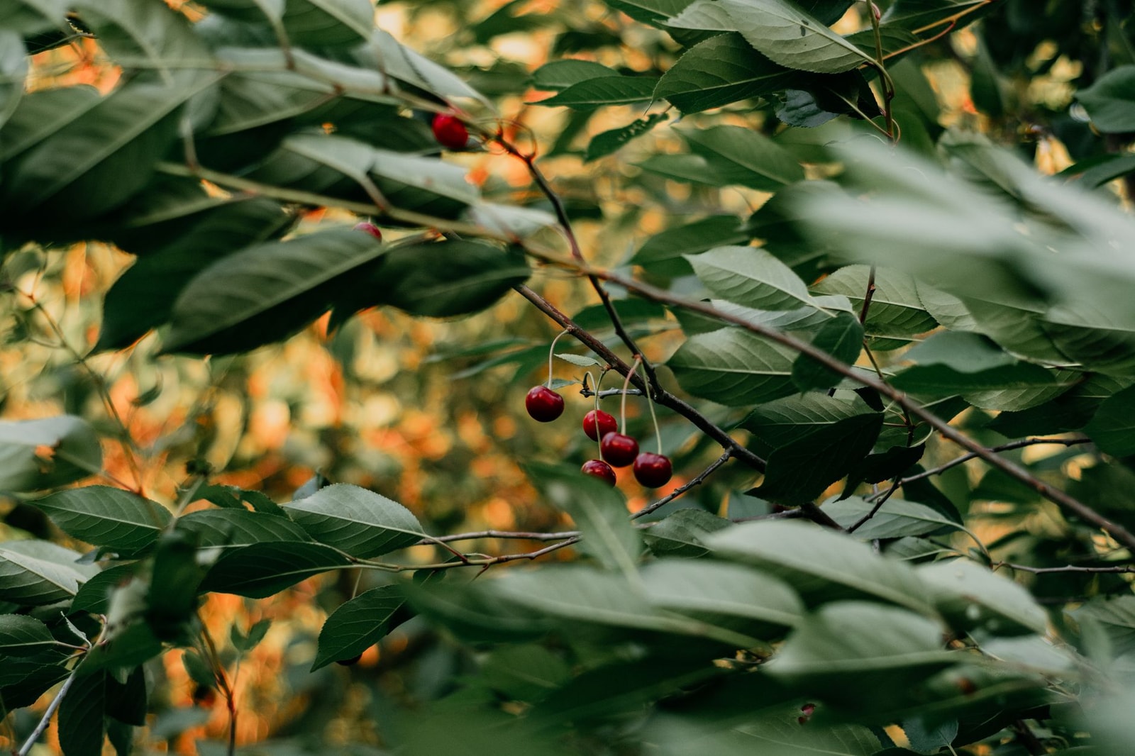 Ripe red sweet cherries hanging in clusters from a branch among green leaves