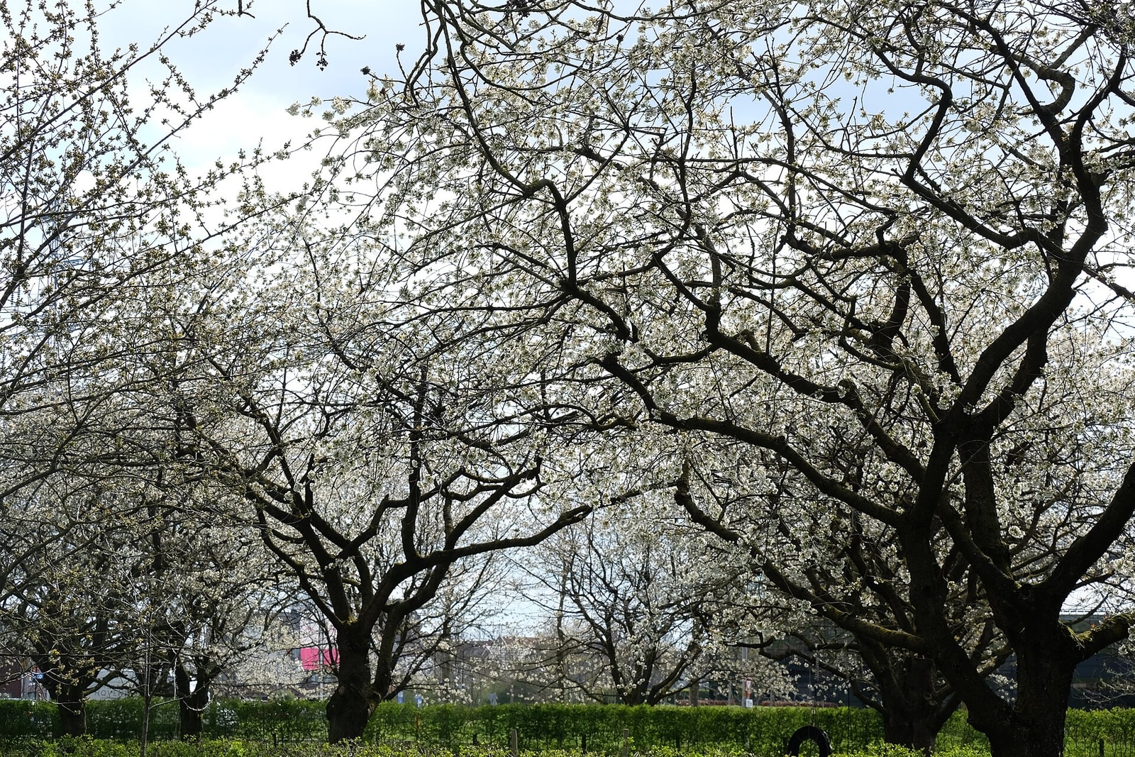 Rows of mature sweet cherry trees in white bloom, their wide spreading scaffold limbs visible through the flowers