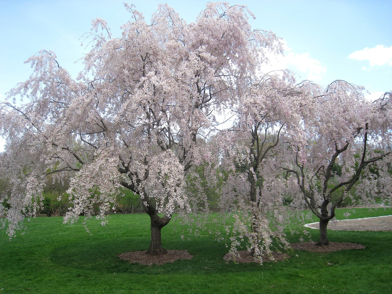 Weeping Higan cherry trees in full pink bloom with long trailing branches draping toward the lawn
