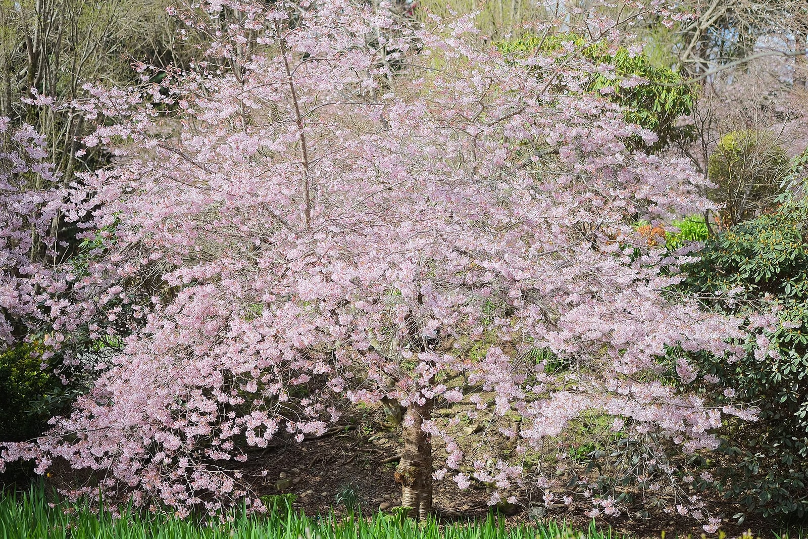 Yoshino cherry tree covered in pale pink blossoms with branches spreading low and wide