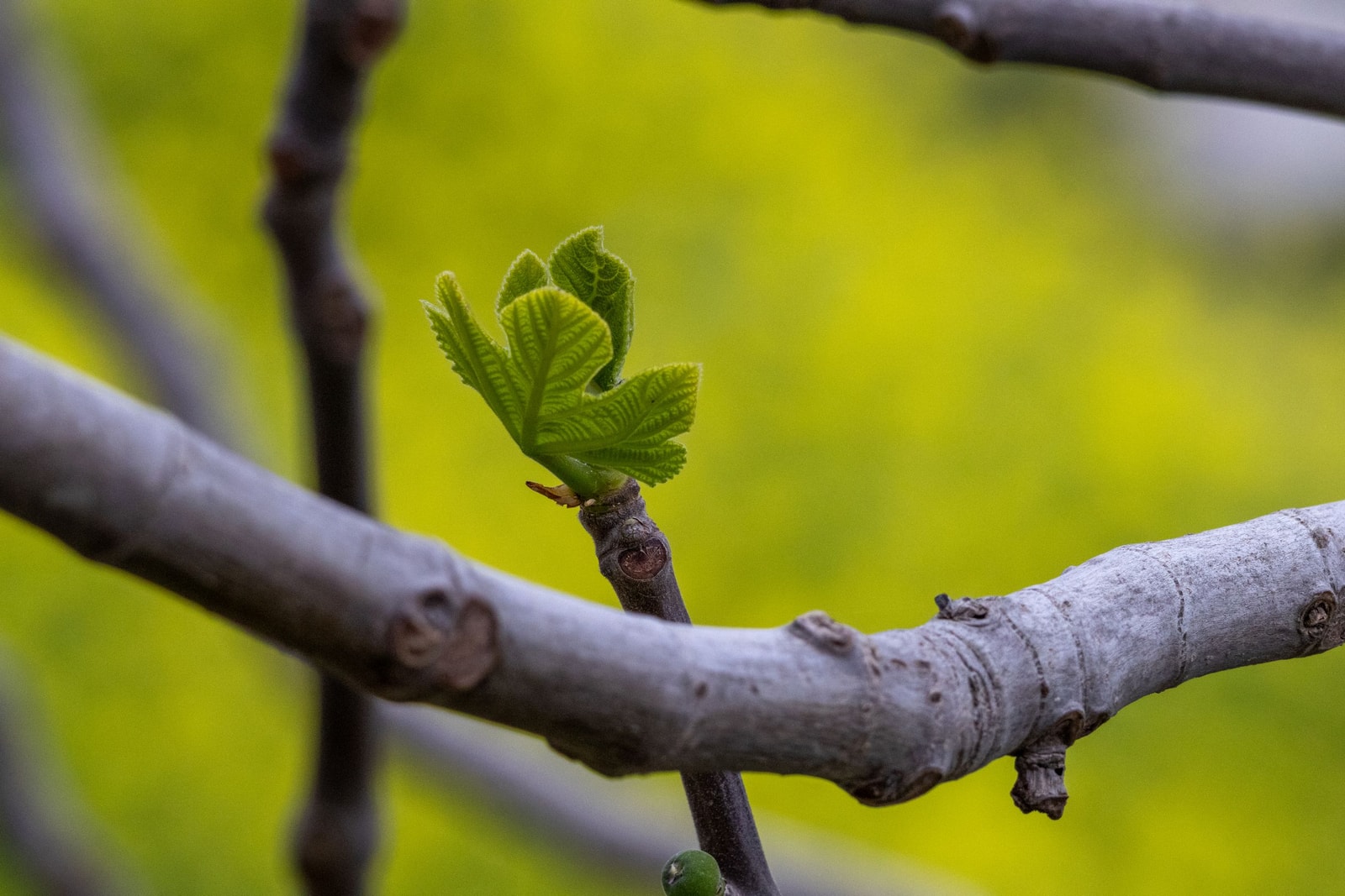 A new fig leaf unfolding from a bud on a smooth gray fig branch in early spring