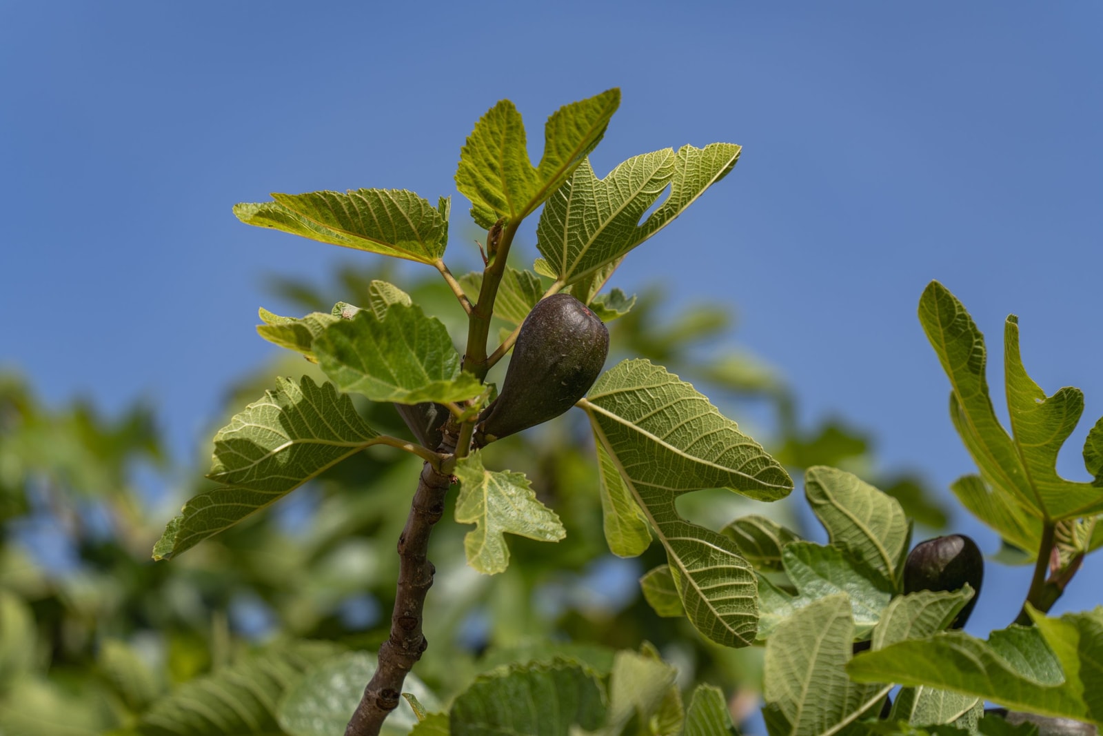 Dark ripe figs hanging among bright green fig leaves against a blue sky
