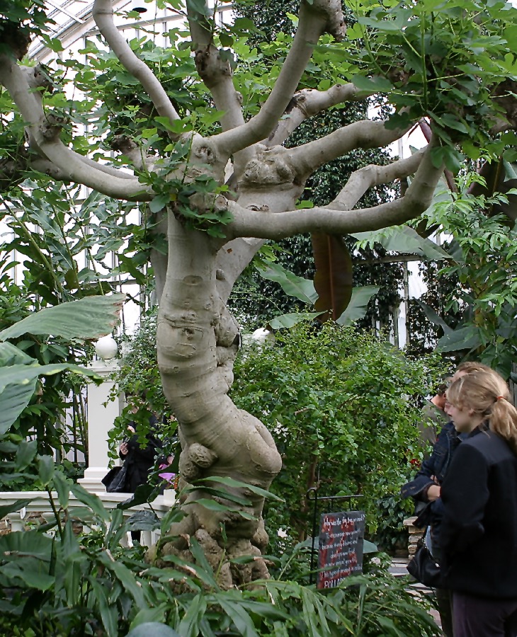 A mature single-trunk fig tree with smooth gray scaffold branches spreading from a short trunk
