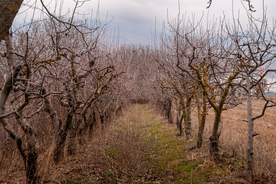Dormant fruit trees in a winter orchard showing bare branch structure