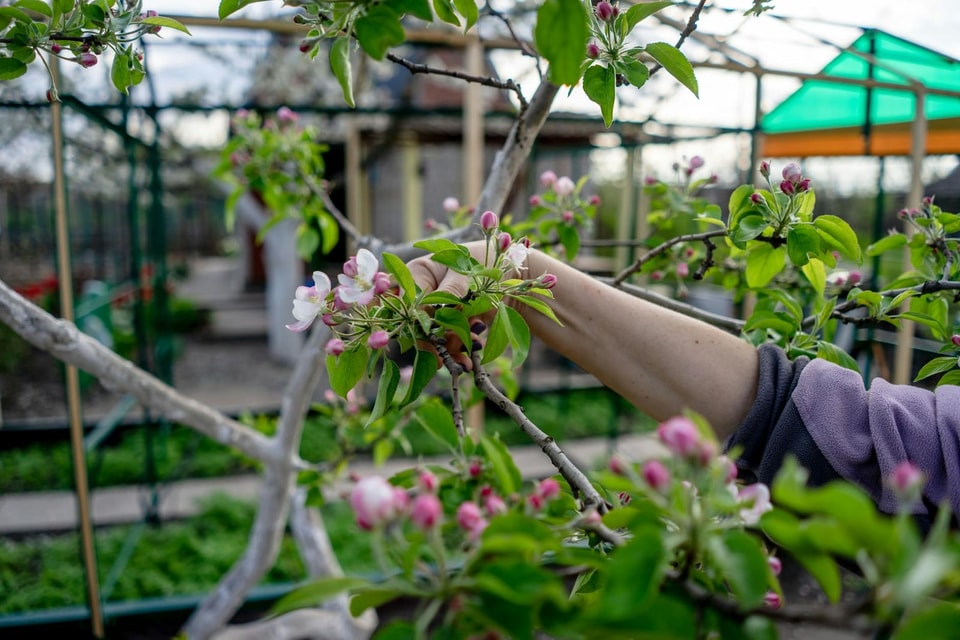 How to Prune Fruit Trees: The Complete Guide for Home Orchards | Best ...