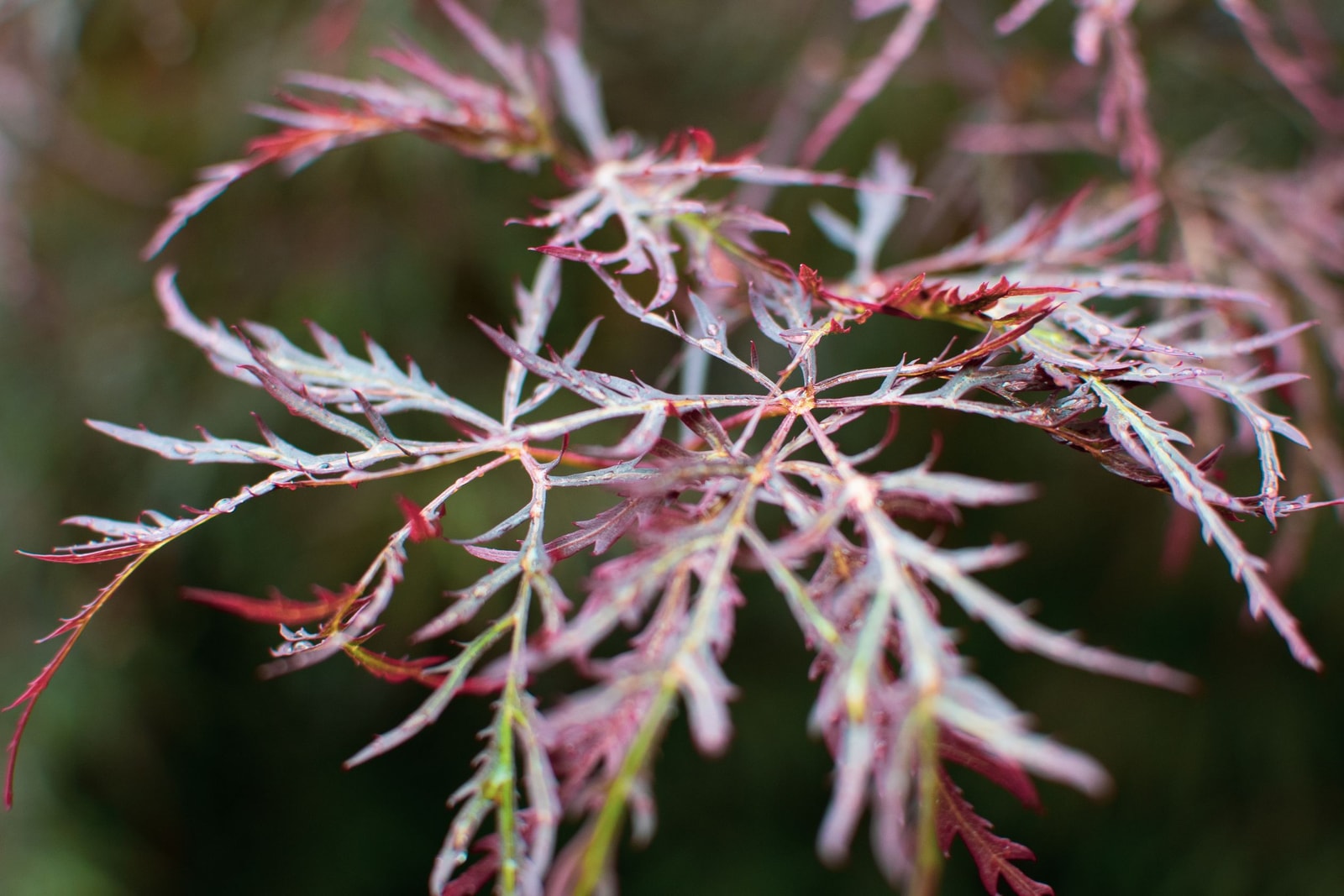 Close-up of finely cut red and green laceleaf Japanese maple foliage