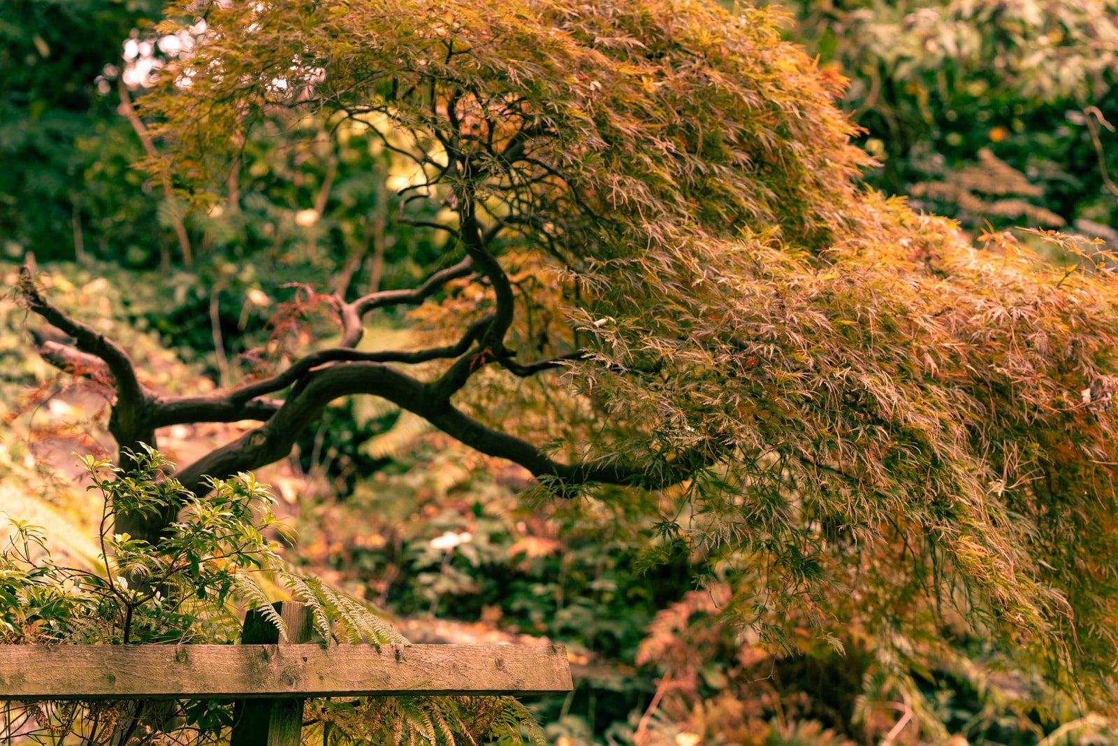 Laceleaf Japanese maple with dark twisting branches visible under a cascading canopy of fine autumn leaves